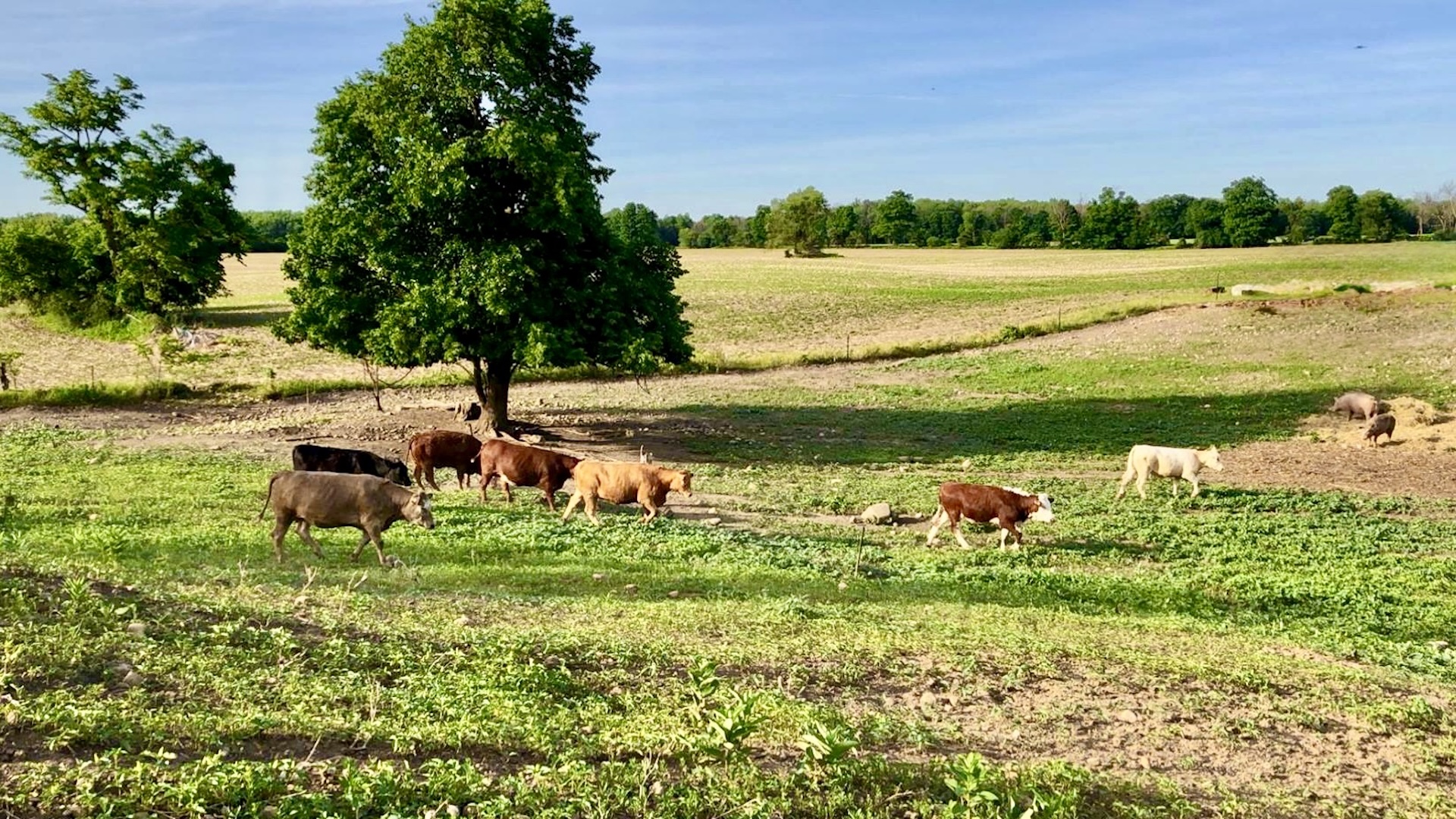 Murrays Farm Cambridge Ontario