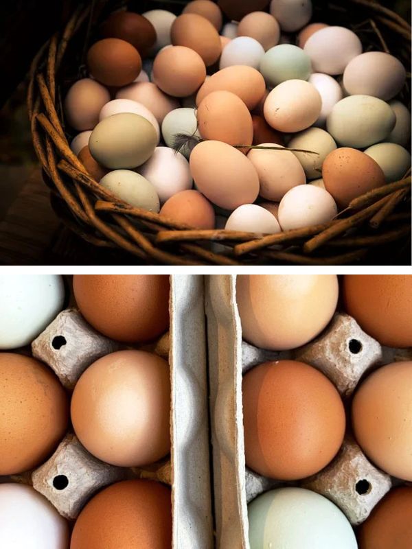 Murrays Farm Heritage Eggs Ontario Murrays Farm Heritage Eggs Ontario